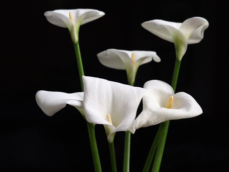 White calla lilies against a near-black background