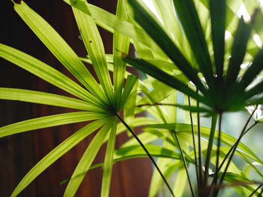 Backlit palm fronds against warm dark wood
